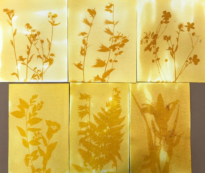 Anthotype avec curcuma